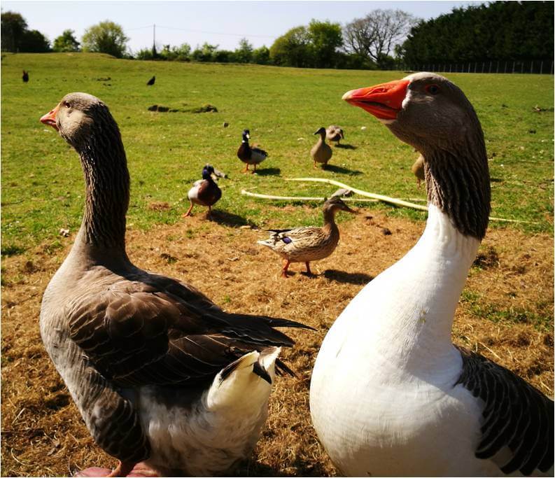 Aglaé et Gédéon