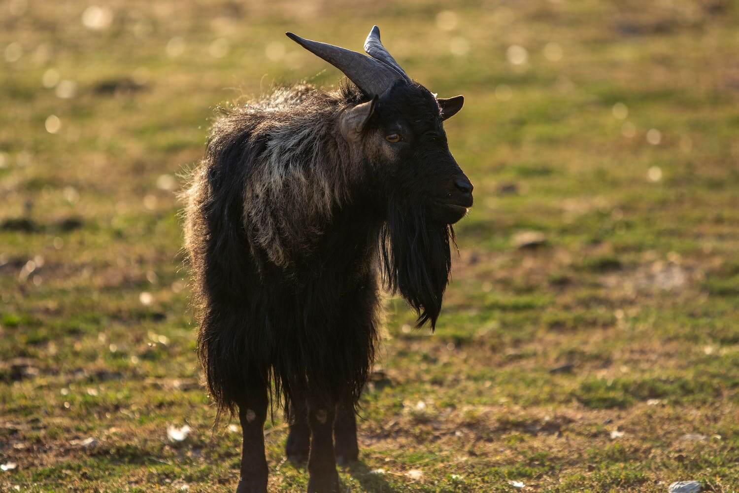 camping les brillas mini ferme 2