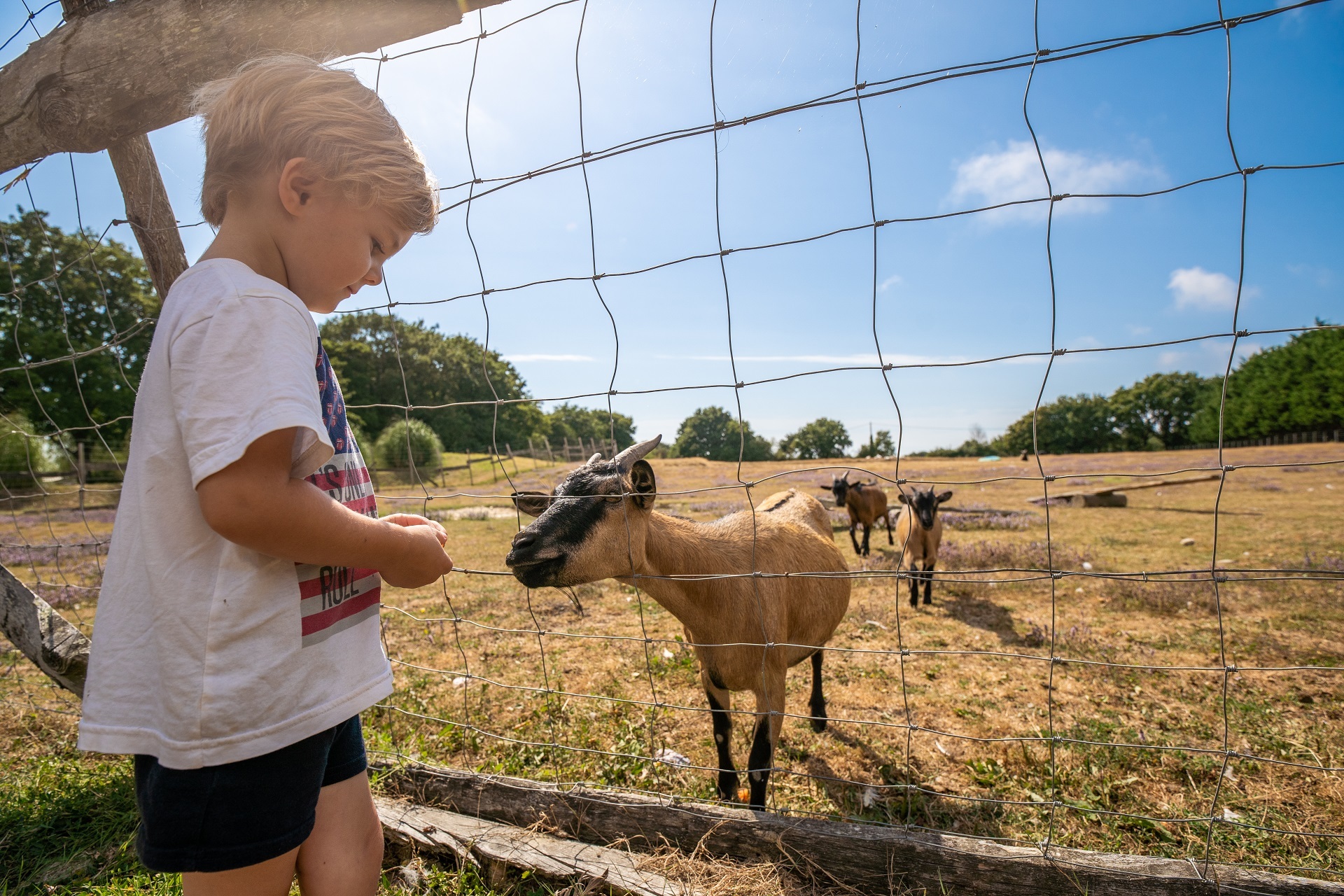 Mini ferme au camping en Loire Atlantique